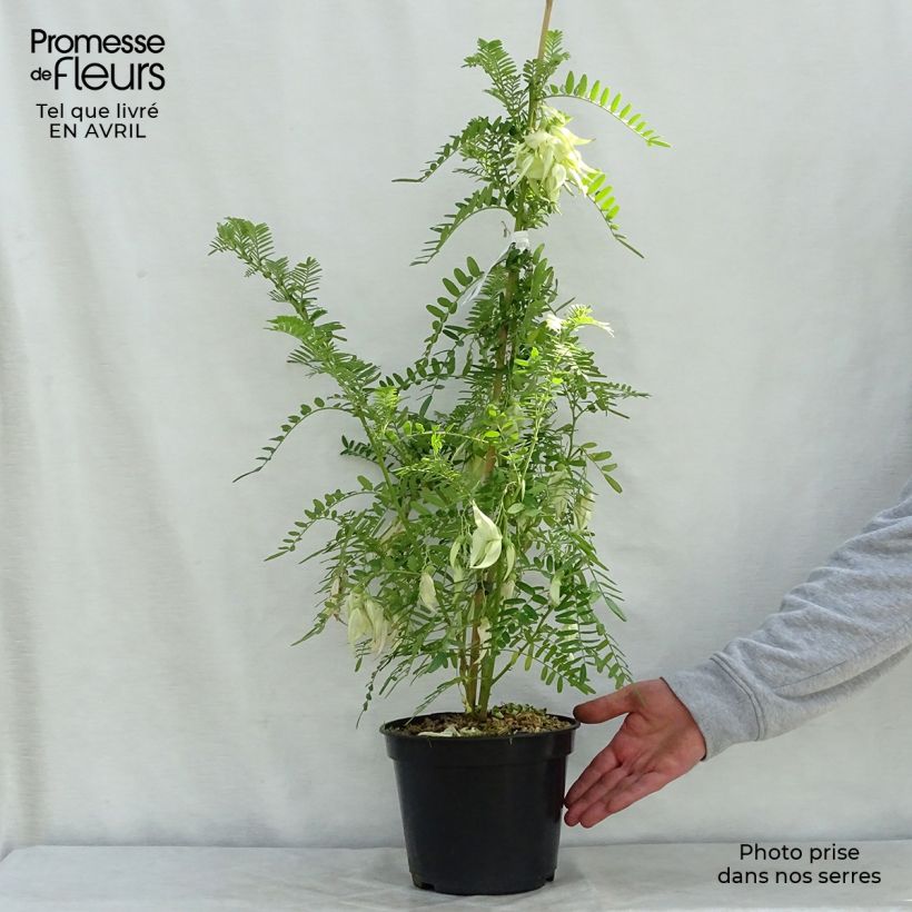 Example of Clianthus puniceus White Heron - Becco di Pappagallo Vaso da 3L/4L as you get in printemps
