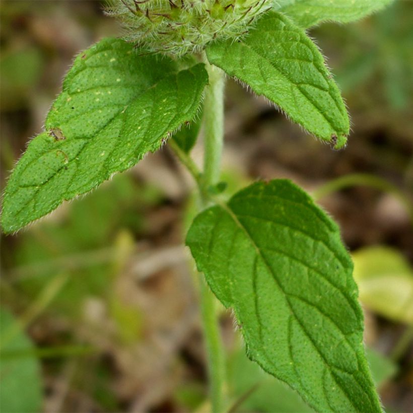 Clinopodium vulgare - Clinopodio dei boschi (Foliage)