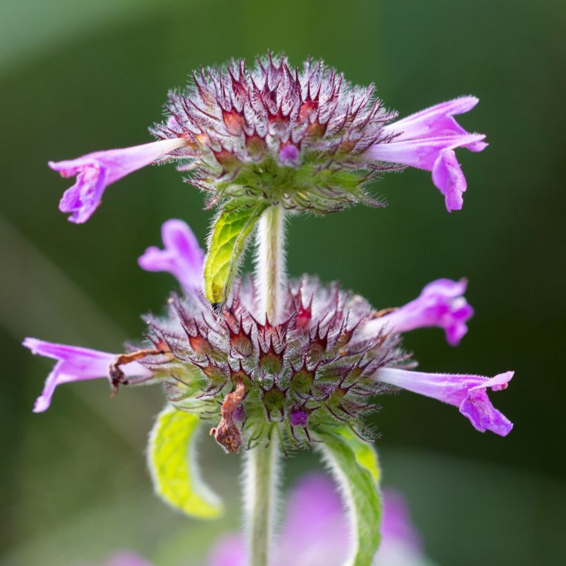 Clinopodium vulgare - Clinopodio dei boschi (Flowering)