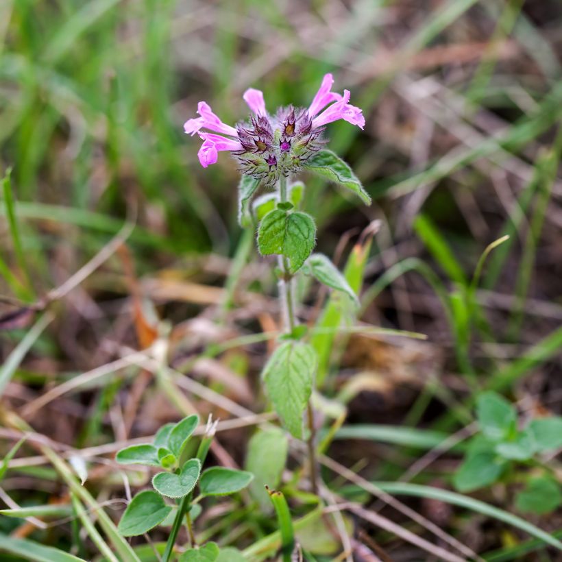 Clinopodium vulgare - Clinopodio dei boschi (Plant habit)
