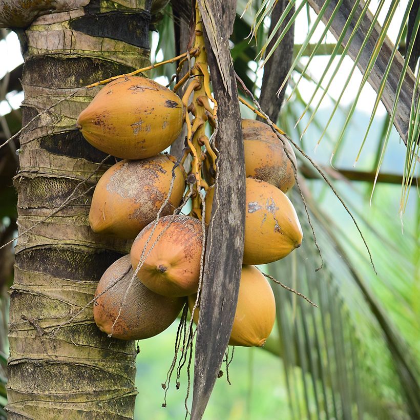 Cocos nucifera - Palma da cocco (Raccolta)