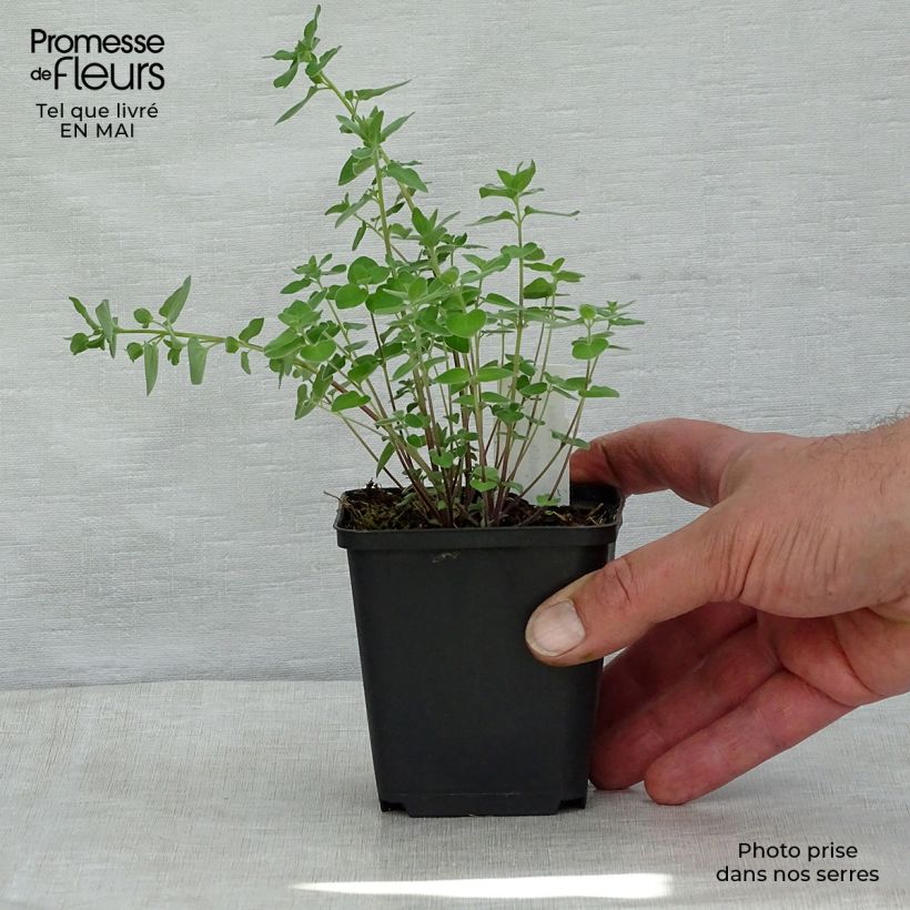 Codonopsis clematidea Vasetto da 8/9 cm esemplare consegnato in primavera