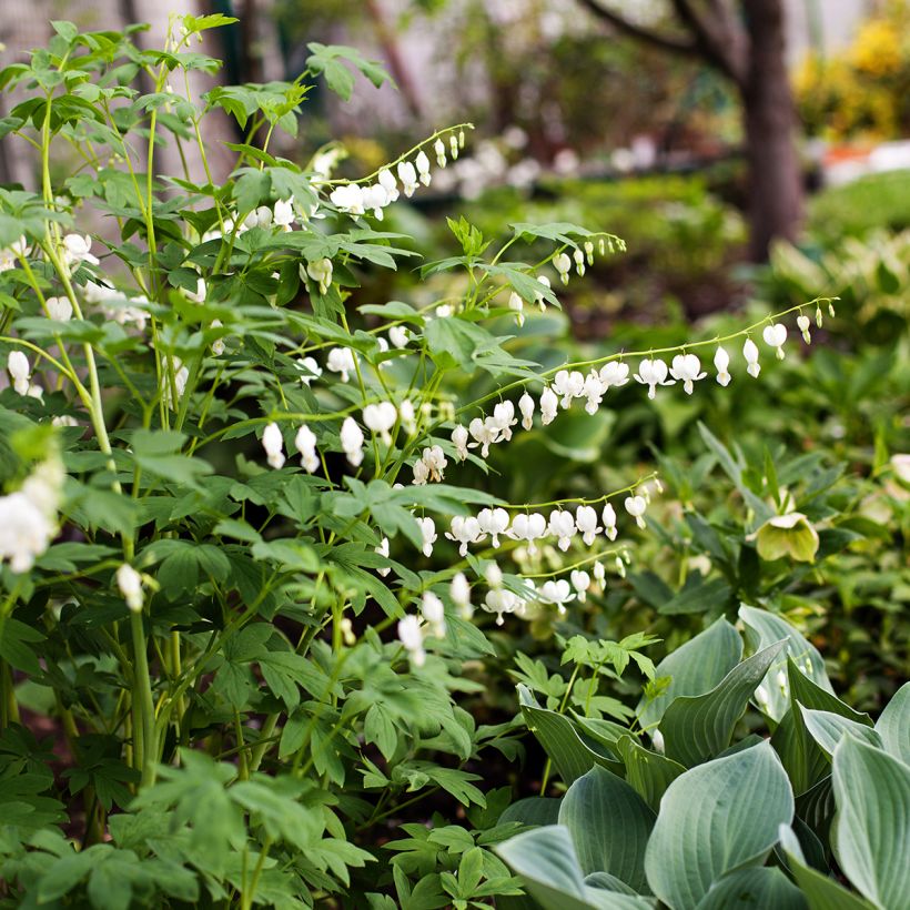 Dicentra spectabilis Alba - Cuore di Maria (Plant habit)