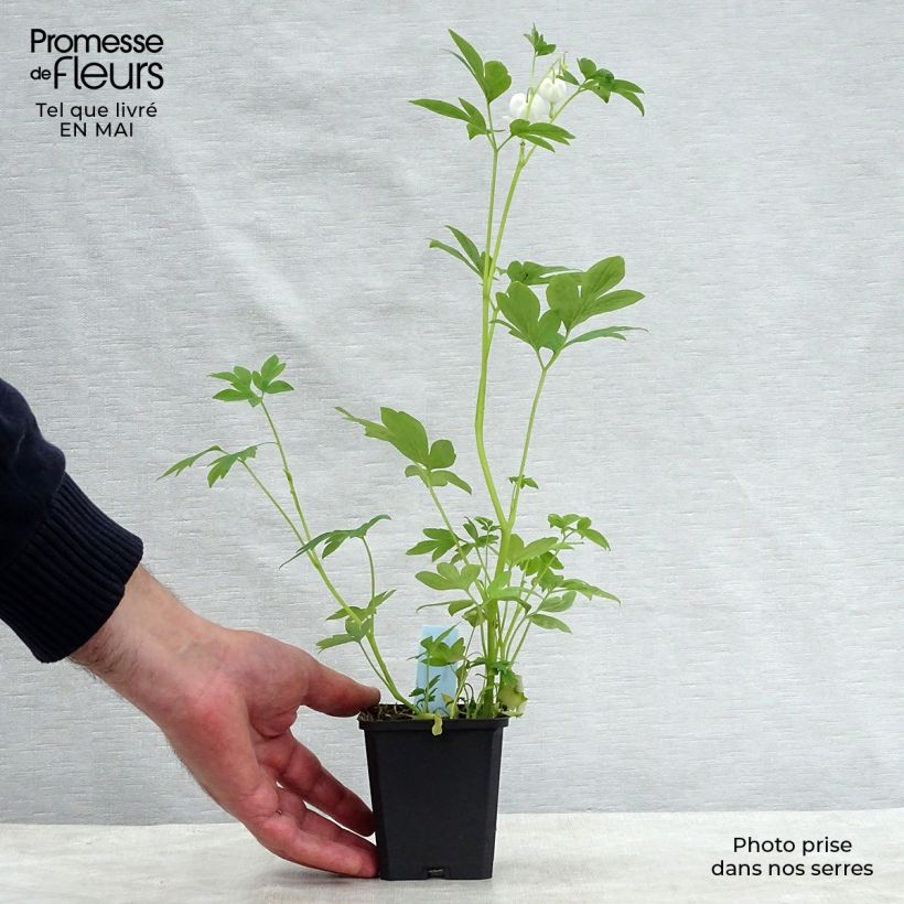 Example of Dicentra spectabilis Alba - Cuore di Maria Vasetto da 8/9 cm as you get in printemps