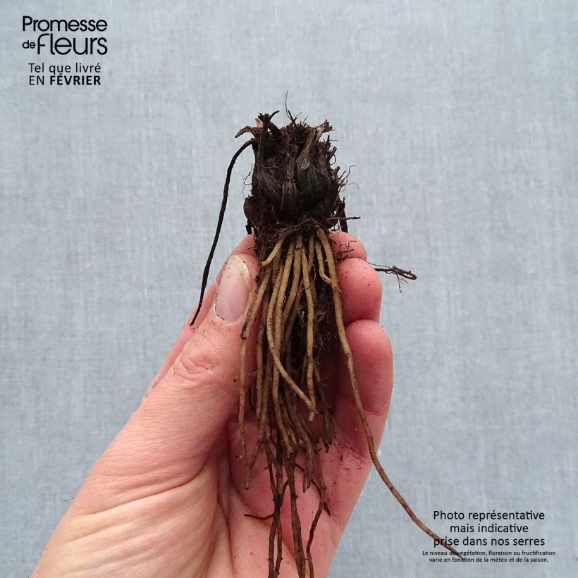 Dicentra Candy Hearts Piante piccole a radice nuda esemplare consegnato in inverno