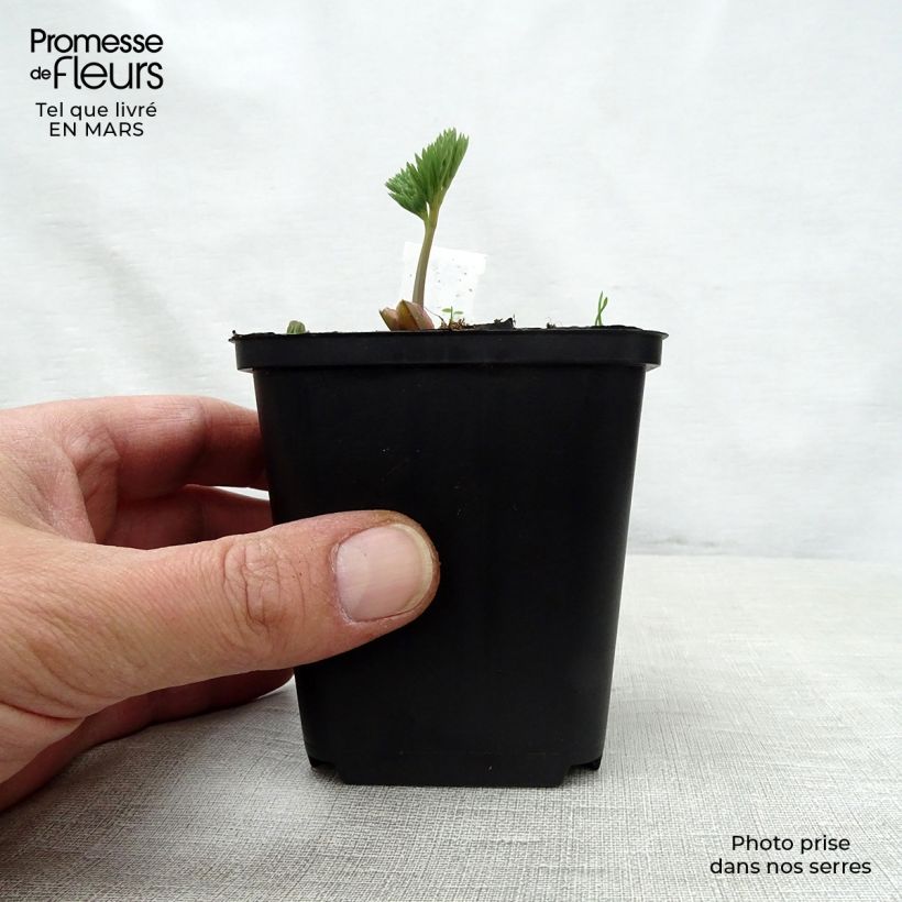 Dicentra eximia Stuart Boothman Vasetto da 8/9 cm esemplare consegnato in primavera