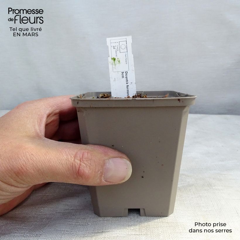 Example of Dicentra formosa Aurora Vasetto da 8/9 cm as you get in printemps