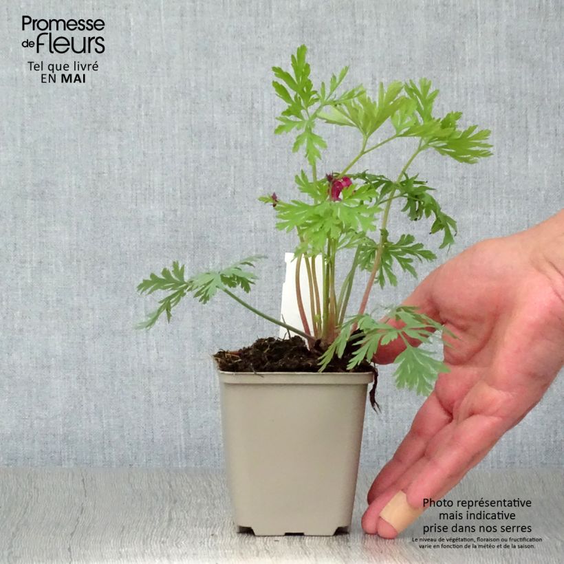 Example of Dicentra formosa Bacchanal Vasetto da 8/9 cm as you get in printemps