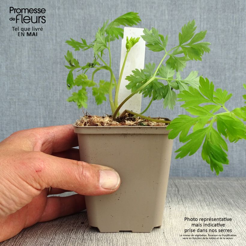 Dicentra formosa Spring Gold Vasetto da 8/9 cm esemplare consegnato in primavera