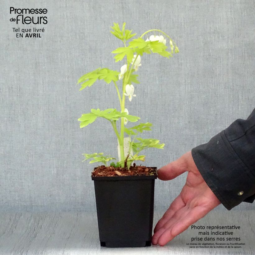 Example of Dicentra spectabilis White Gold - Cuore di Maria Vasetto da 8/9 cm as you get in printemps