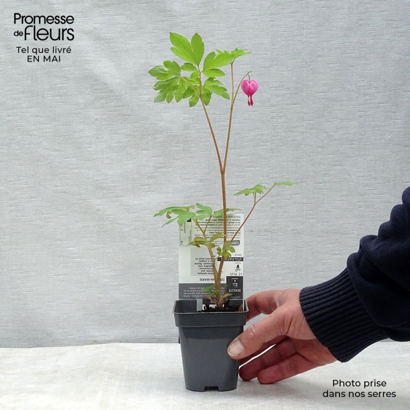 Dicentra spectabilis - Cuore di Maria Vasetto da 8/9 cm esemplare consegnato in primavera