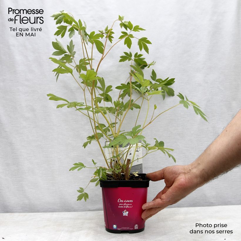 Dicentra spectabilis - Cuore di Maria Vaso da 2L/3L esemplare consegnato in primavera