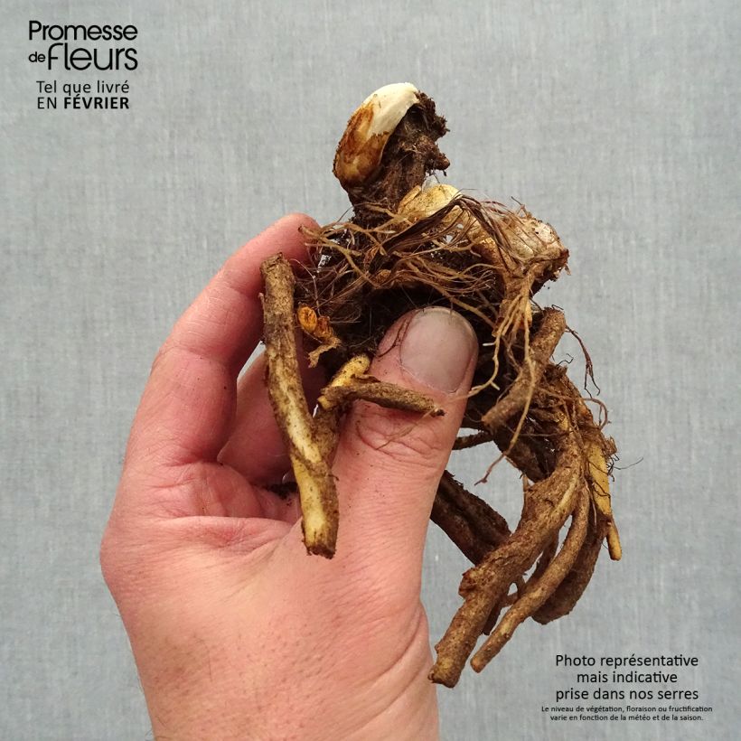 Dicentra spectabilis - Cuore di Maria Piante piccole a radice nuda esemplare consegnato in inverno