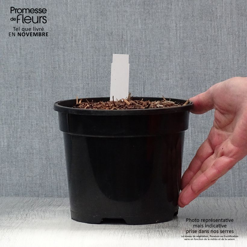 Esemplare di Dicentra spectabilis Valentine - Cuore di Maria Vaso da 2L/3L come consegnato in autunno