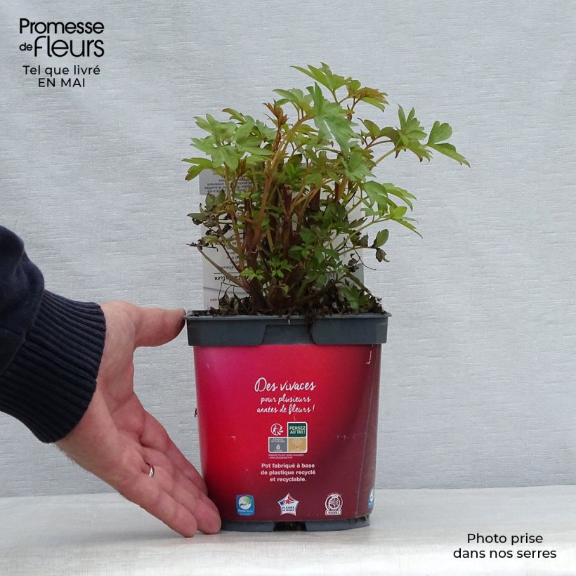 Example of Dicentra spectabilis Valentine - Cuore di Maria Vaso da 2L/3L as you get in printemps