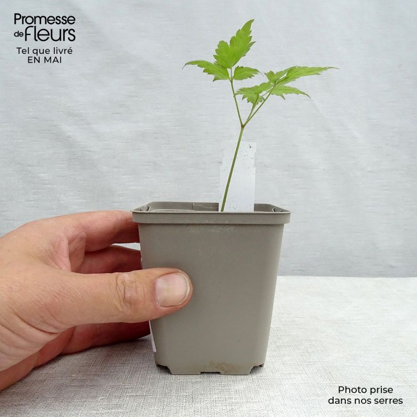 Example of Dicentra spectabilis Valentine - Cuore di Maria Vasetto da 7/8 cm as you get in printemps