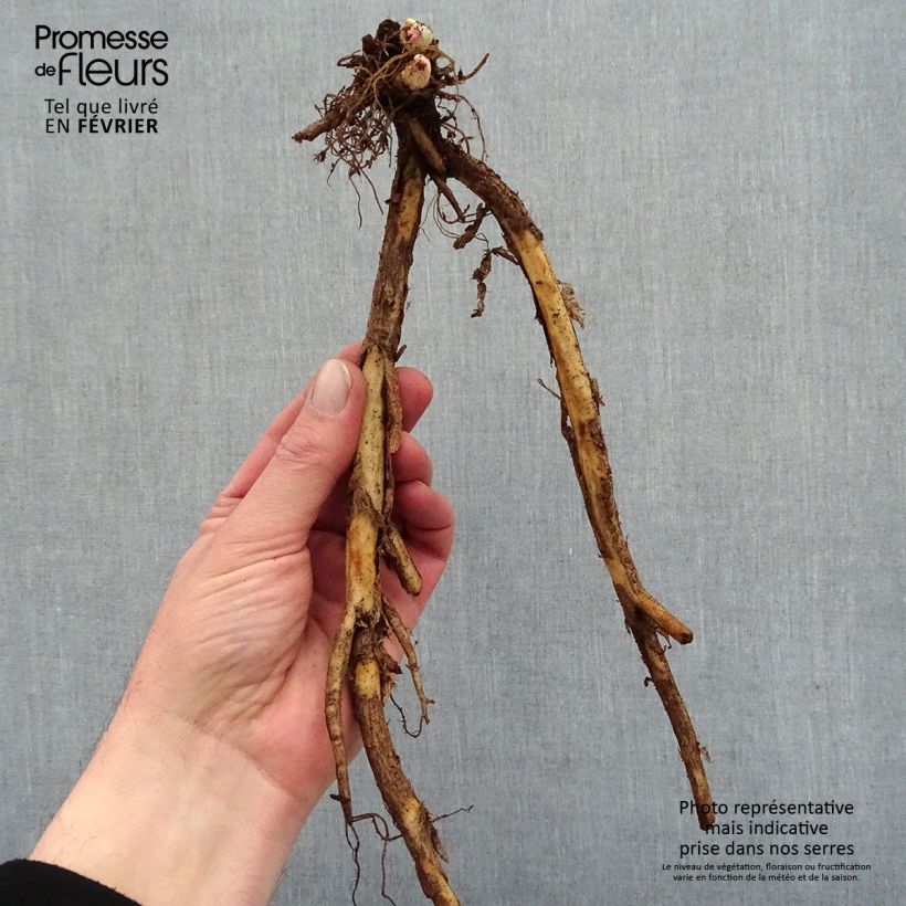 Dicentra spectabilis Goldheart - Cuore di Maria Piante piccole a radice nuda esemplare consegnato in inverno