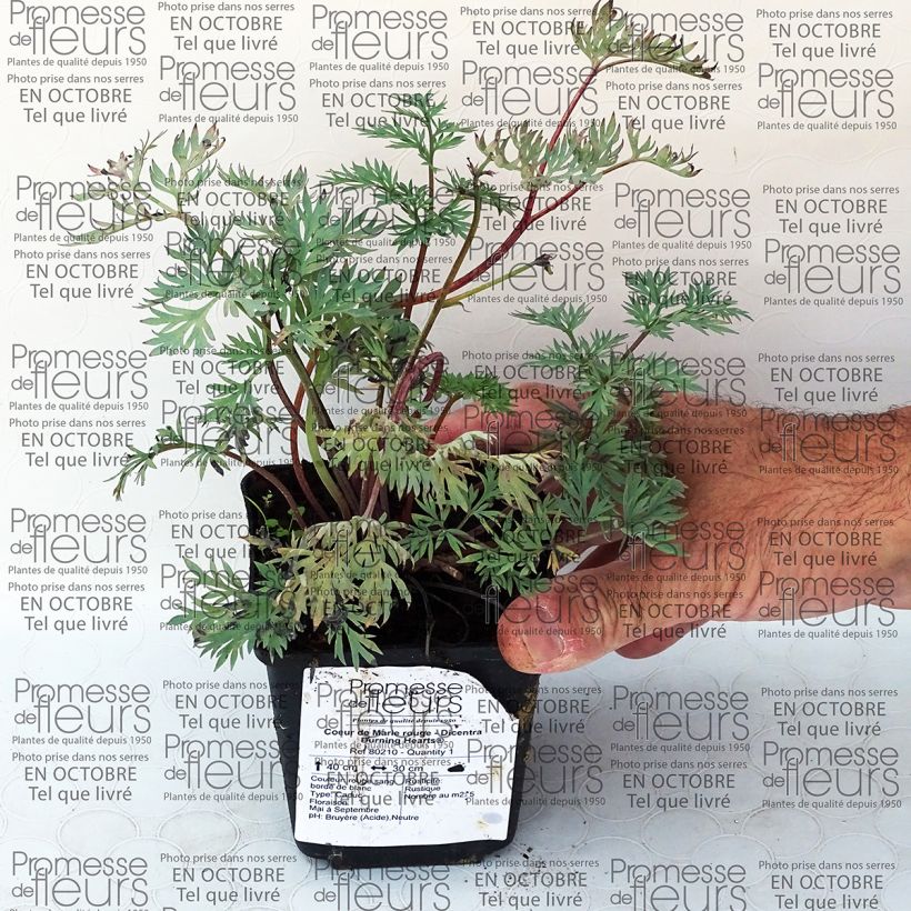 Esempio di esemplare Dicentra Burning Hearts Vasetto da 8/9 cm come consegnato