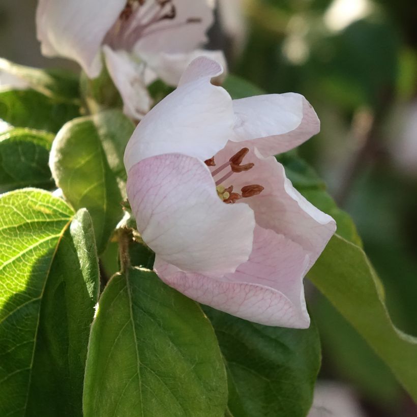 Cotogno Aromatnaya (Fioritura)
