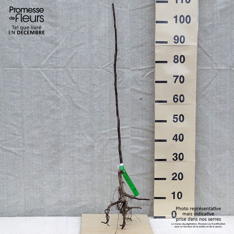 Cotogno Champion BIO Piante grandi a radice nuda, Astone esemplare consegnato in inverno