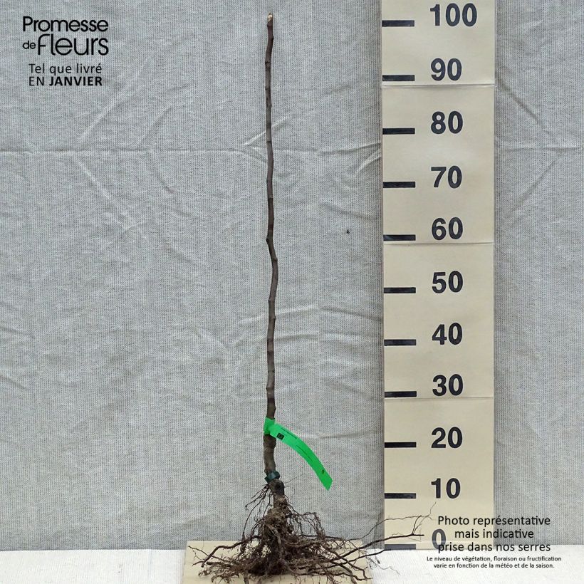 Cotogno Gigante di Vranja Bio Piante grandi a radice nuda, Astone esemplare consegnato in inverno