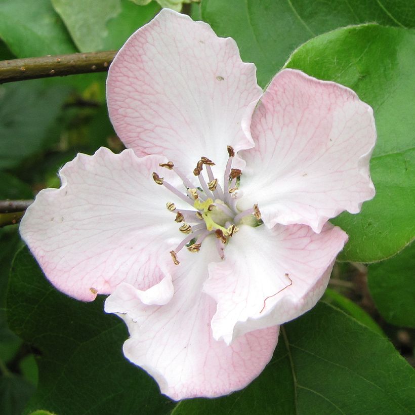 Cotogno Dal Portogallo (Fioritura)