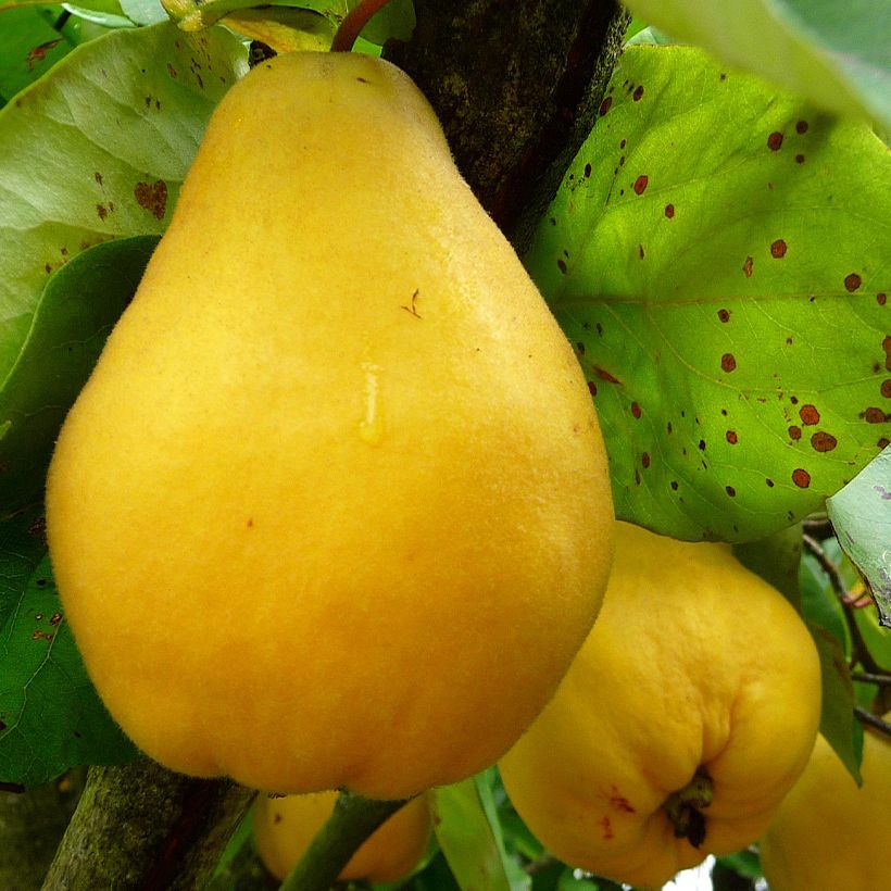 Cotogno Dal Portogallo (Raccolta)