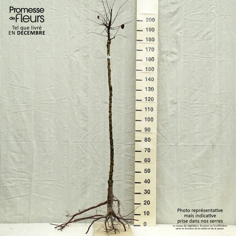 Cydonia oblonga - Cotogno Piante piccole a radice nuda, Vaso impalcato medio esemplare consegnato in inverno