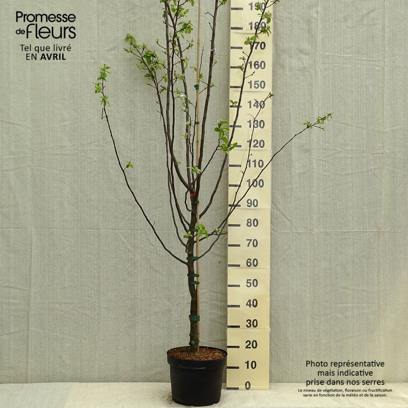 Cotogno Leskovacz Vaso da 7,5L/10L esemplare consegnato in primavera