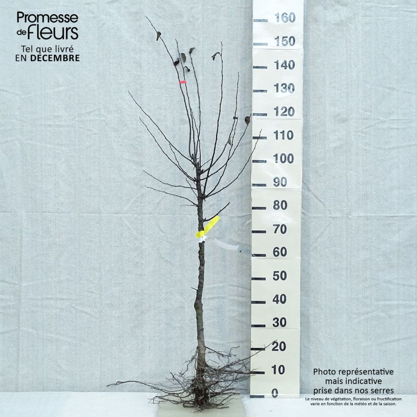 Cydonia oblonga - Cotogno Piante piccole a radice nuda, Vasetto esemplare consegnato in inverno