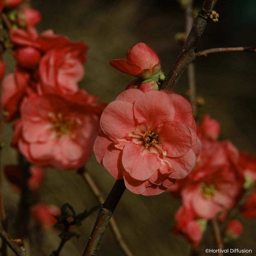 Cognassier du Japon - Chaenomeles speciosa Double Delice Passion (Fioritura)