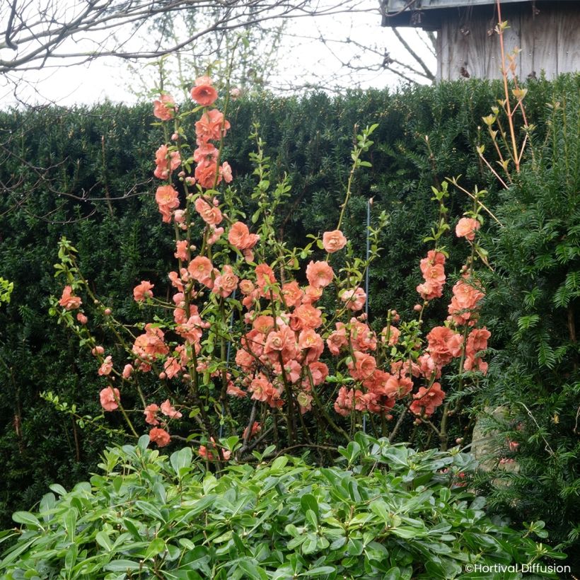Cognassier du Japon - Chaenomeles speciosa Double Delice Passion (Porto)