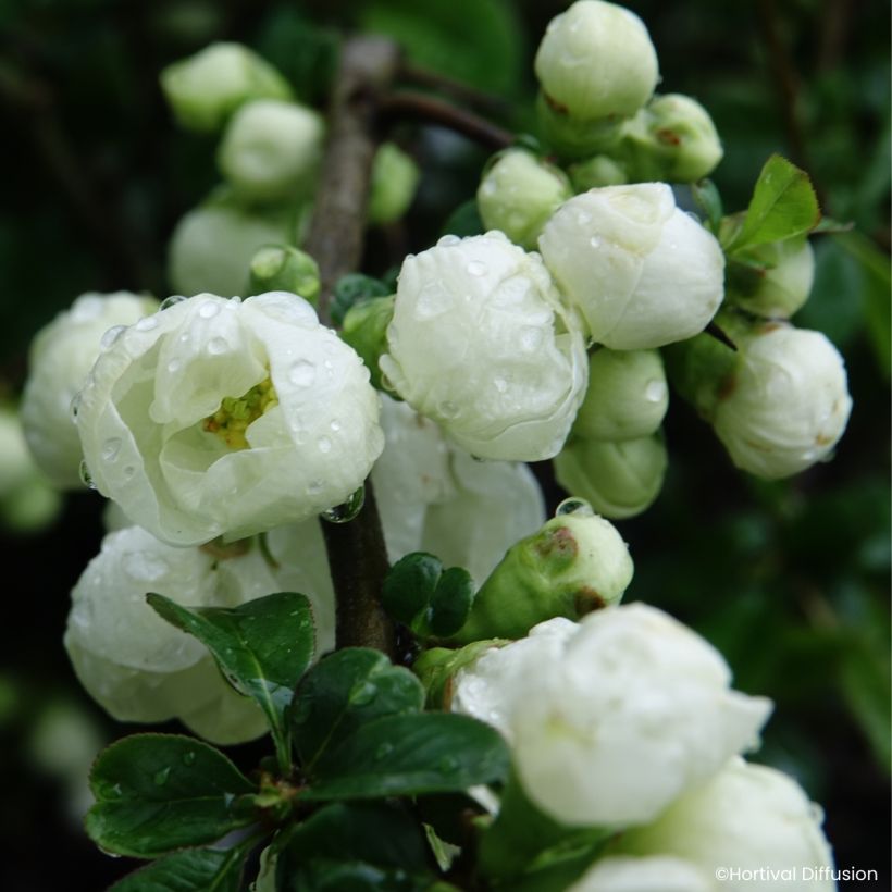 Cognassier du Japon - Chaenomeles speciosa Double Delice Pure (Fioritura)