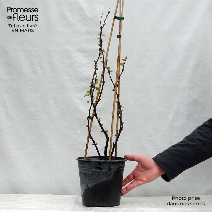 Example of Chaenomeles speciosa Mango Storm - Fior di Pesco Vaso da 3L/4L as you get in printemps