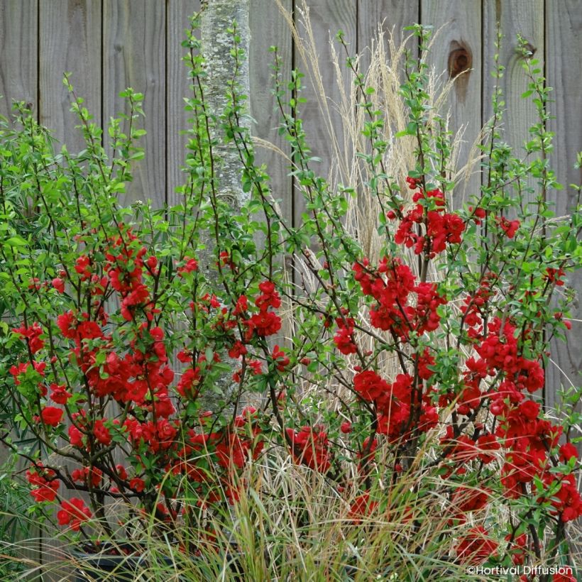 Cognassier du Japon - Chaenomeles speciosa Double Delice Rouge Baiser (Porto)