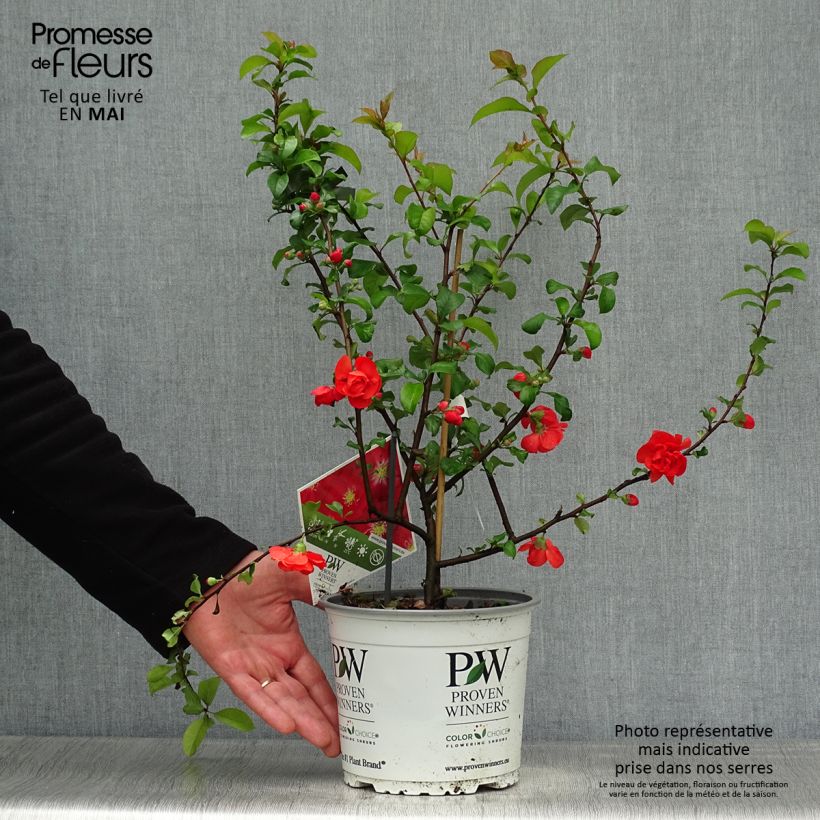 Chaenomeles speciosa Scarlet Storm - Fior di Pesco Vaso da 3L/4L esemplare consegnato in primavera