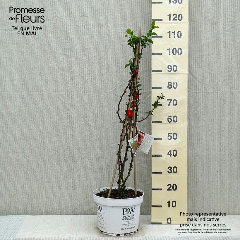Chaenomeles speciosa Scarlet Storm - Fior di Pesco Vaso da 7,5L/10L esemplare consegnato in primavera