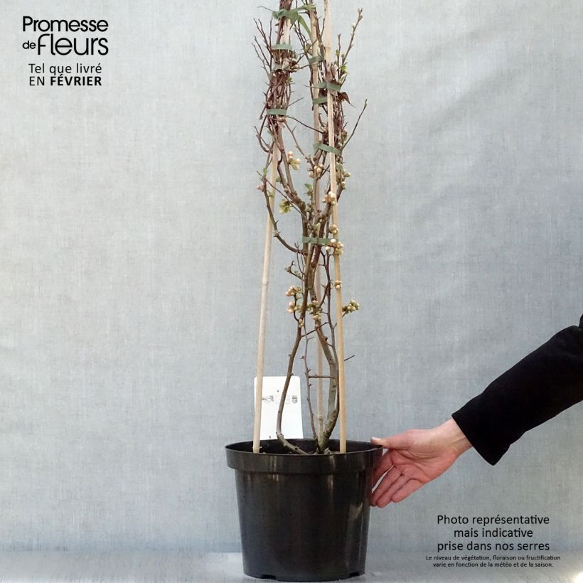 Chaenomeles speciosa Toyo-Nishiki - Fior di Pesco Vaso da 7,5L/10L esemplare consegnato in inverno