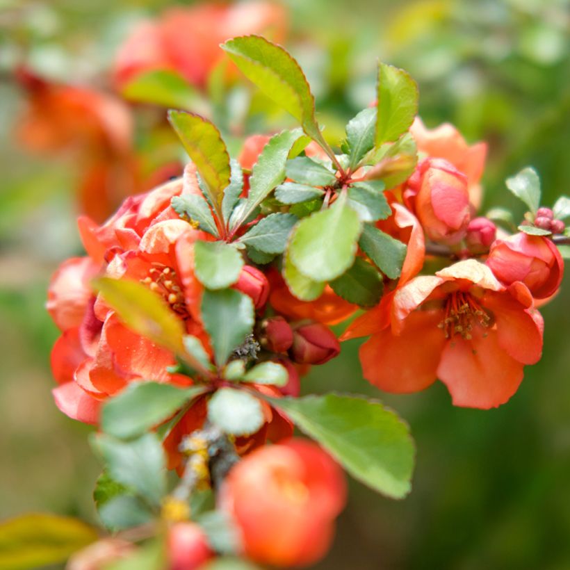 Chaenomeles superba Texas Scarlet - Fior di Pesco (Foliage)