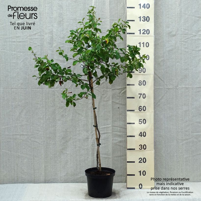 Chaenomeles superba Crimson and Gold - Fior di Pesco Vaso da 4L/5L esemplare consegnato in primavera