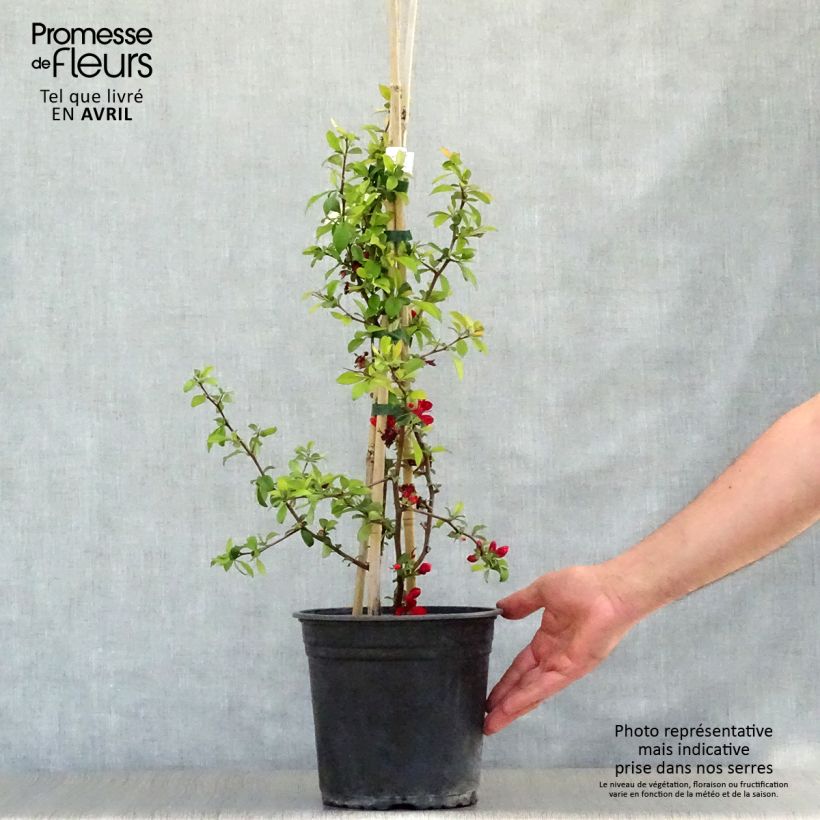 Chaenomeles speciosa Hot Fire - Fior di Pesco Vaso da 4L/5L esemplare consegnato in primavera