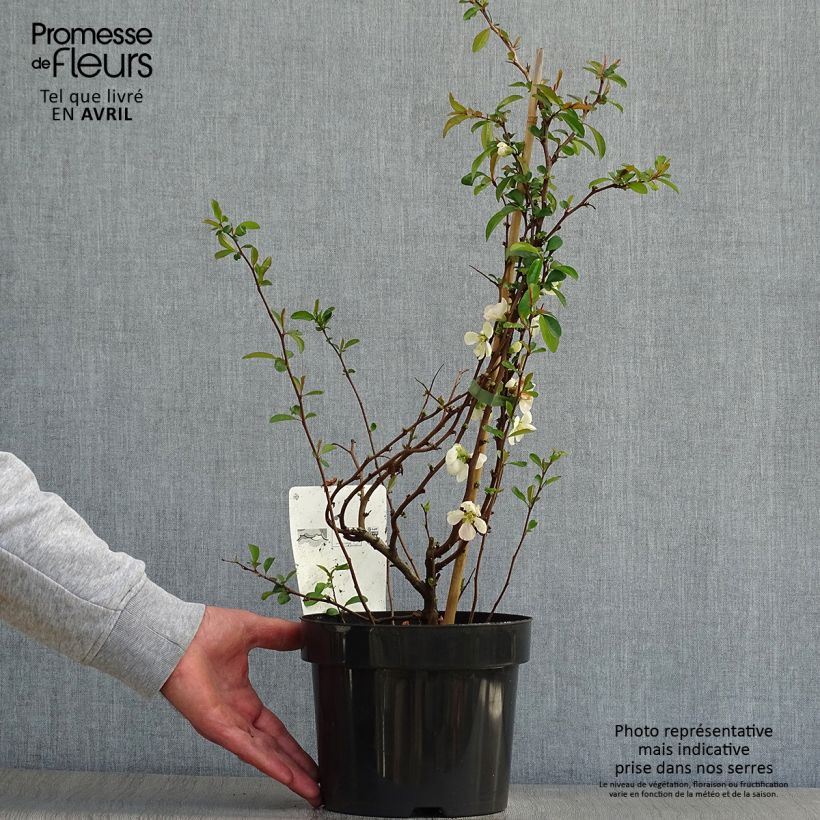 Example of Chaenomeles superba Jet Trail - Fior di Pesco Vaso da 3L/4L as you get in printemps