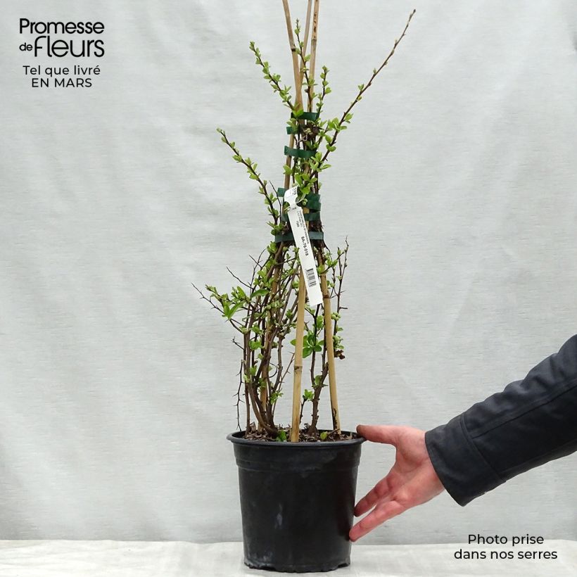 Example of Chaenomeles speciosa Kinshiden - Fior di Pesco Vaso da 3L/4L as you get in printemps