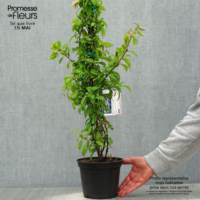 Chaenomeles speciosa Nivalis - Fior di Pesco Vaso da 2L/3L esemplare consegnato in primavera