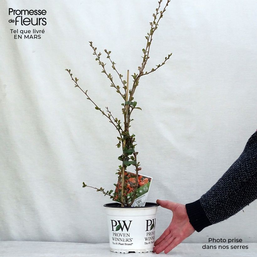 Chaenomeles speciosa Orange Storm - Fior di Pesco Vaso da 2L/3L esemplare consegnato in primavera