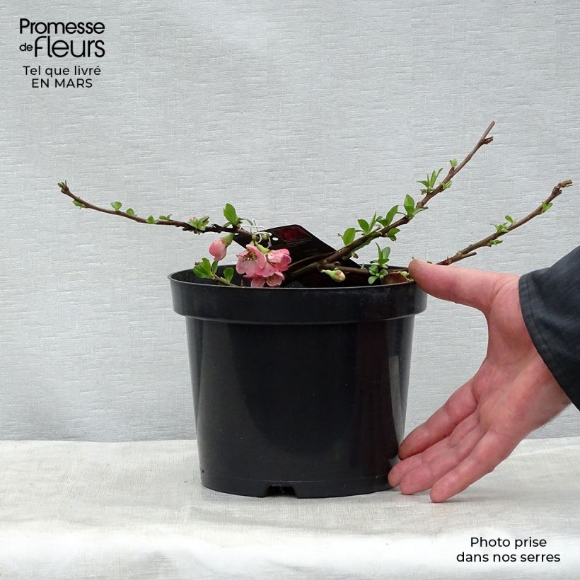 Example of Chaenomeles superba Pink Lady - Fior di Pesco Vaso da 2L/3L as you get in printemps