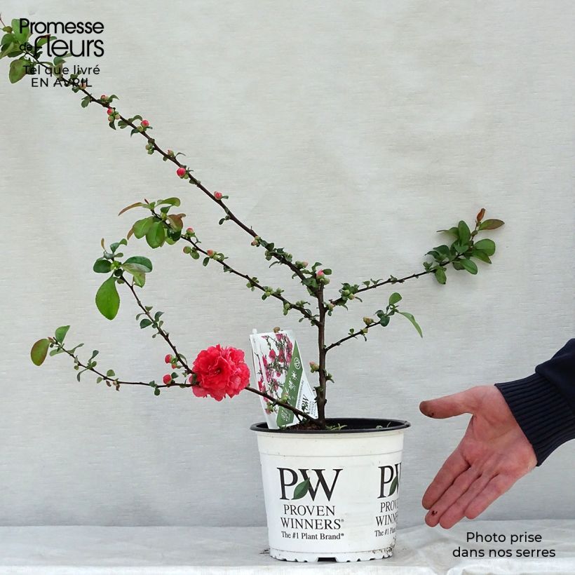 Example of Chaenomeles speciosa Pink Storm - Fior di Pesco Vaso da 2L/3L as you get in printemps