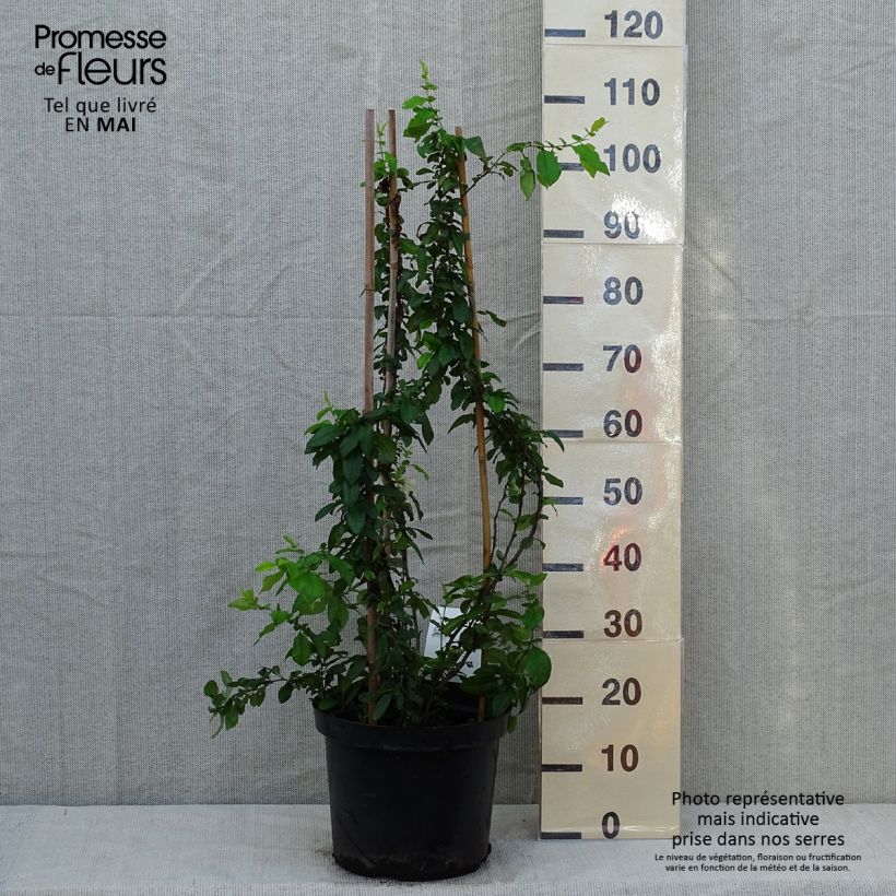 Example of Chaenomeles speciosa Yukigoten - Fior di Pesco Vaso da 7,5L/10L as you get in printemps