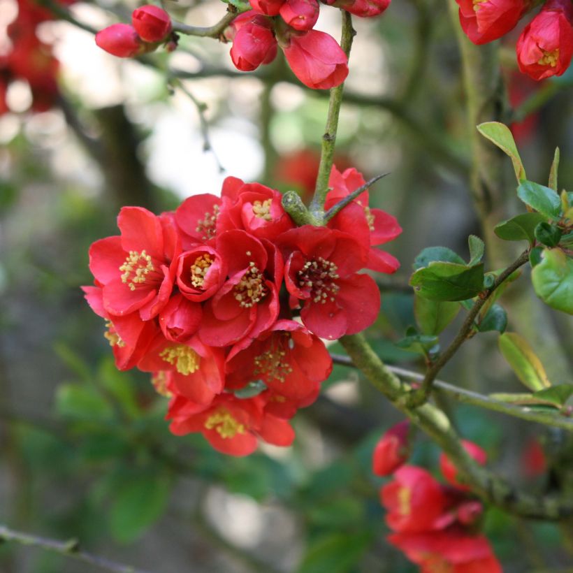 Chaenomeles speciosa Fire dance - Fior di Pesco (Fioritura)