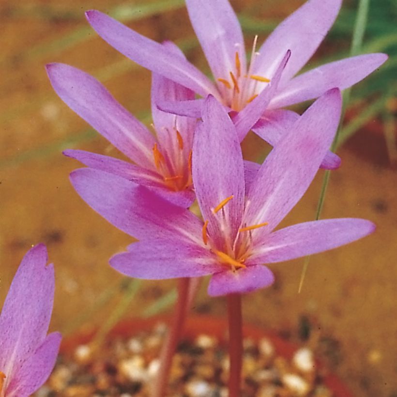 Colchicum autumnale Pannonicum - Colchico d'autunno (Fioritura)